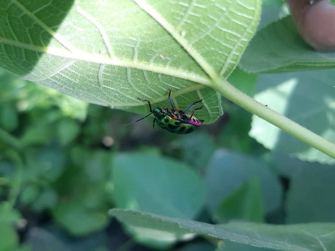 a green bug sitting on top of a green leaf, Jewel bugs are small, brightly colored insects with metallic or iridescent markings found in various habitats worldwide.