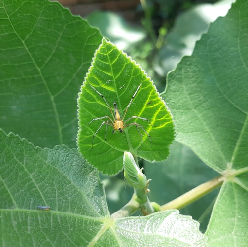 a green leaf with a bug on it