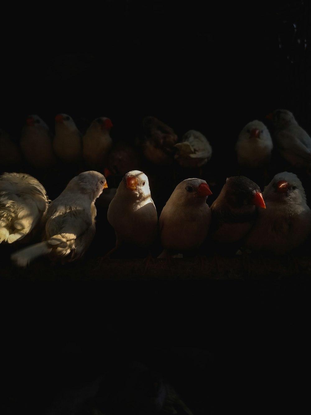 a group of birds sitting next to each other