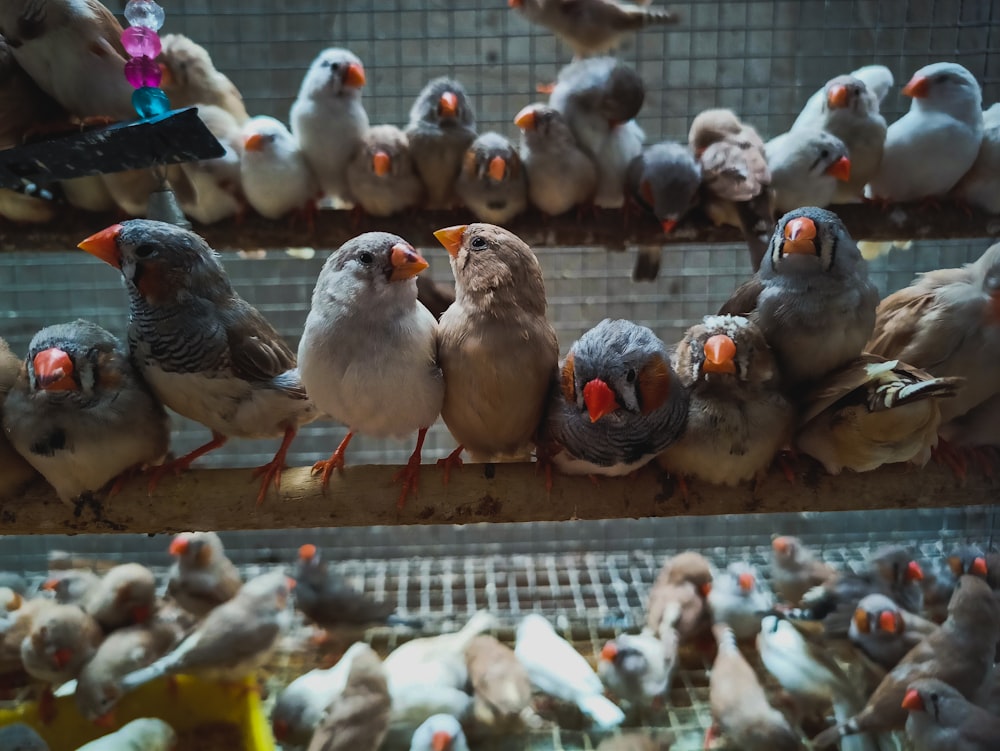 a bunch of birds that are sitting in a cage