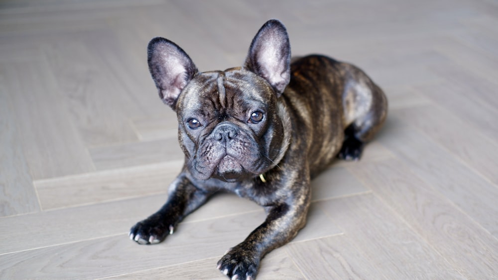 a small brown dog laying on top of a wooden floor