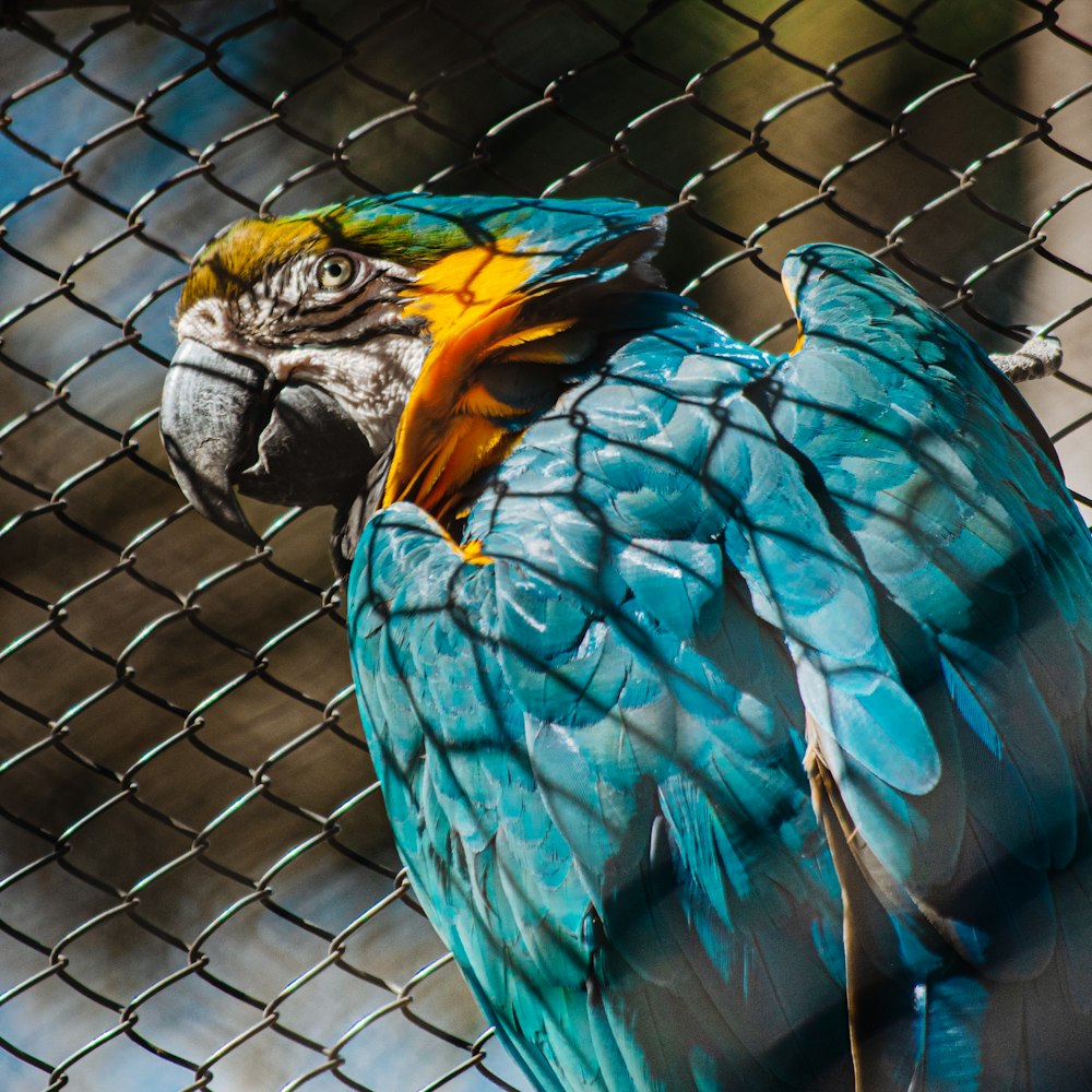 a colorful parrot sitting on top of a metal fence