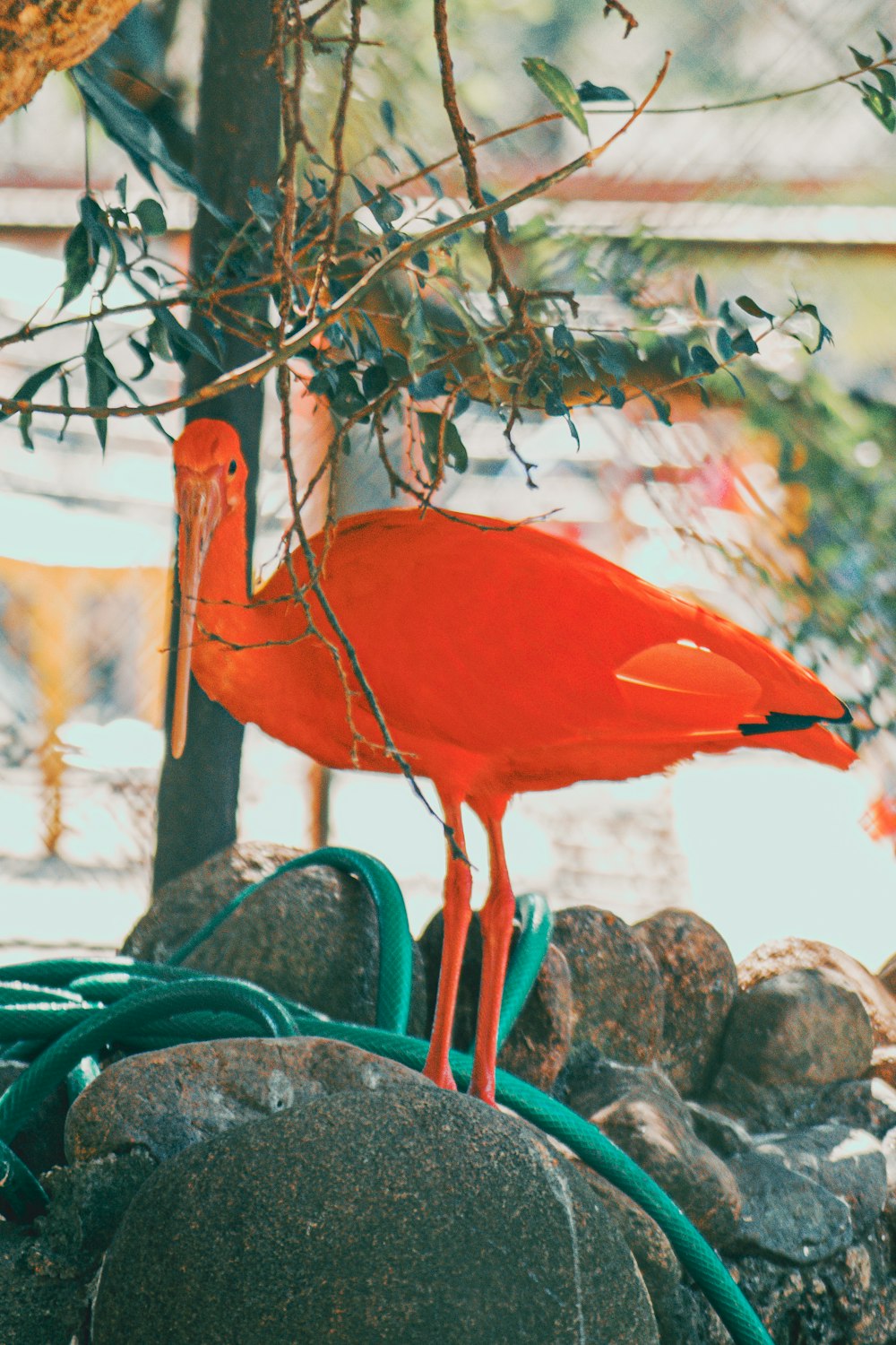 a red bird standing on top of a pile of rocks