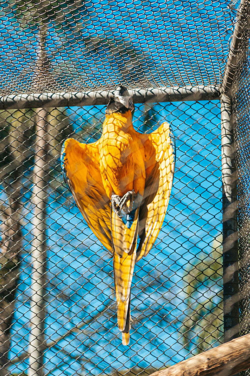 a yellow bird perched on top of a metal fence