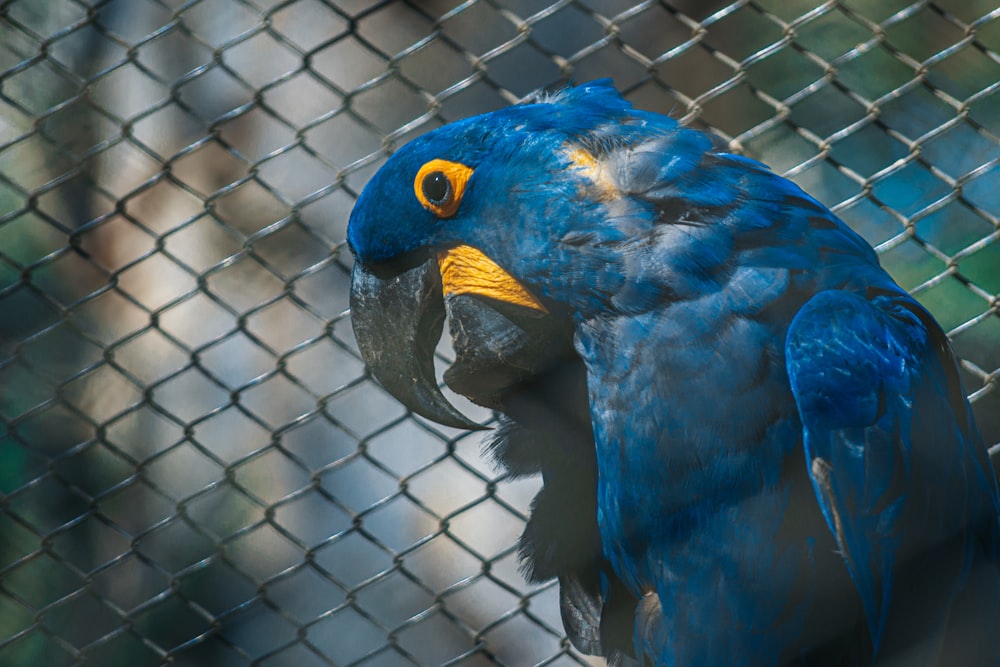 a blue and yellow bird is perched on a chain link fence