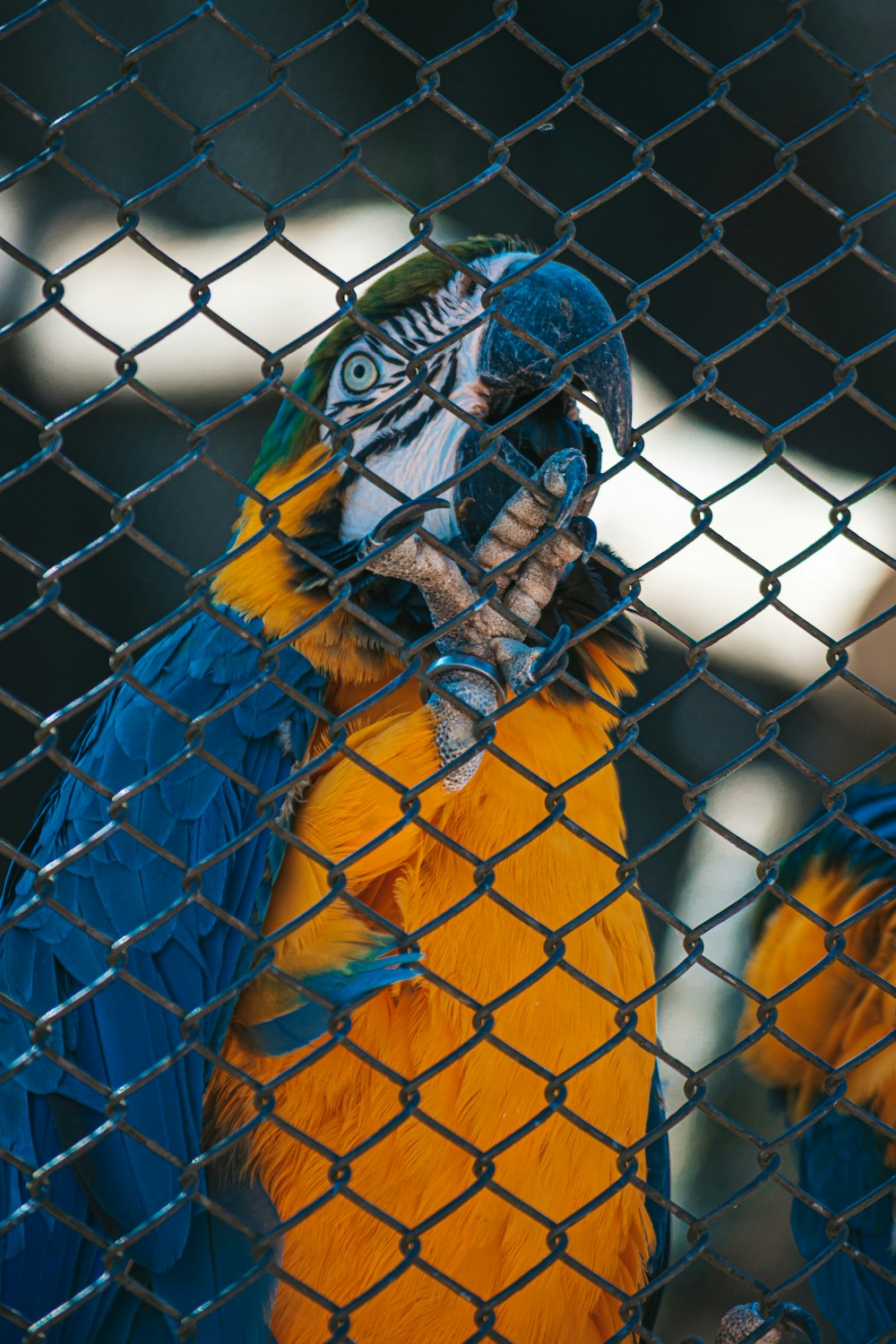 a blue and yellow parrot behind a chain link fence