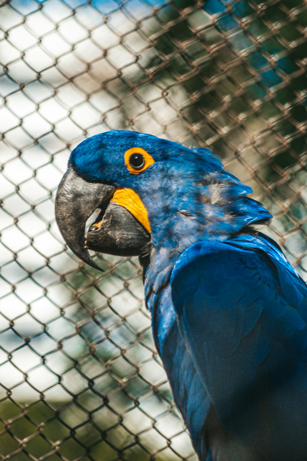 a blue and yellow parrot standing next to a fence