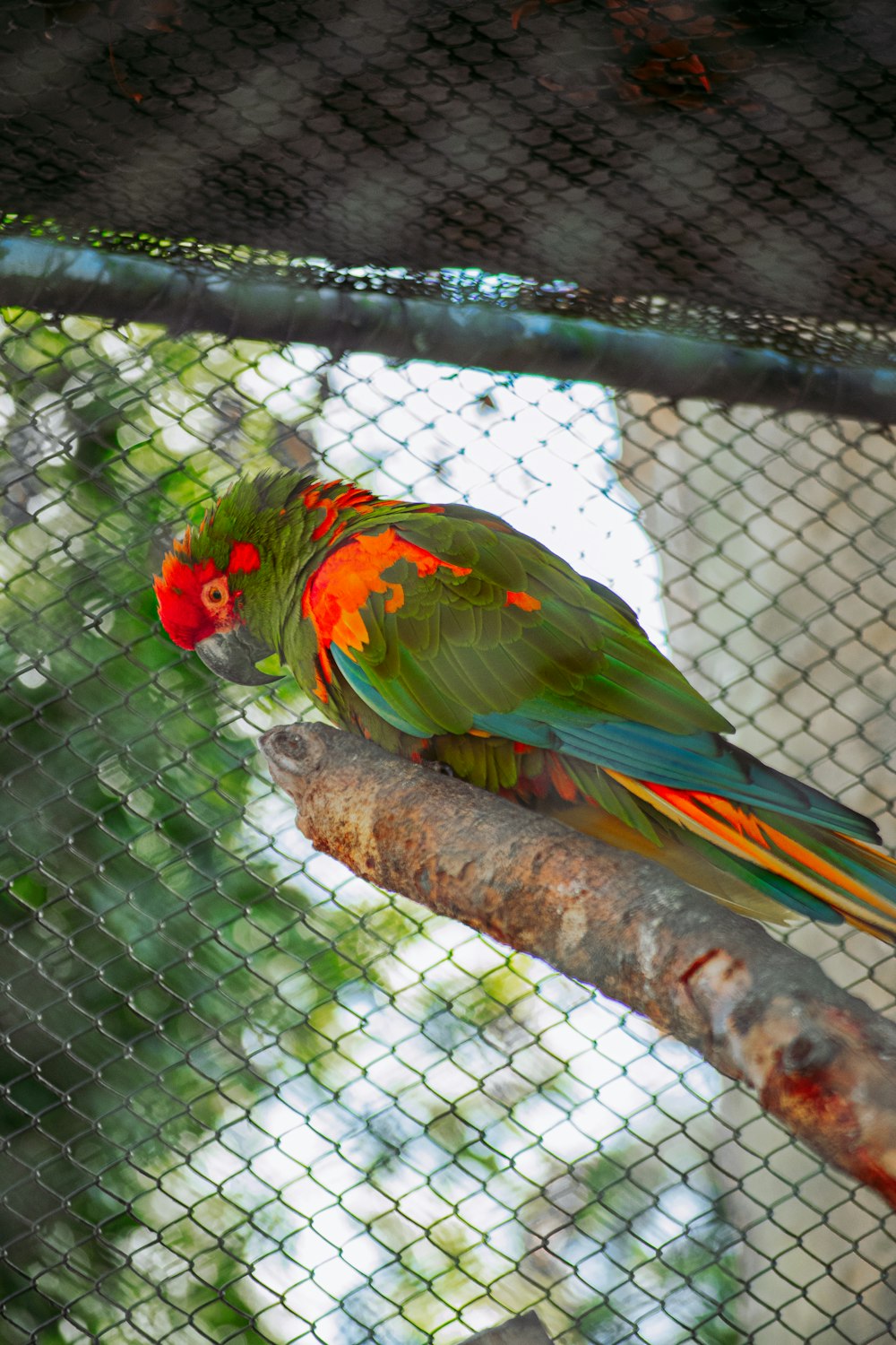 a colorful bird sitting on a branch in a cage