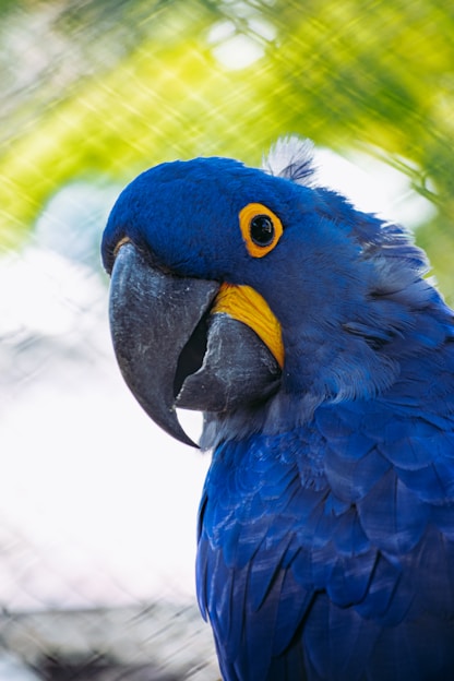 A close-up image of a vibrant blue parrot, likely a hyacinth macaw, showcasing its striking features including a large black beak, bright yellow eye rings, and detailed blue feathers. The background appears to be a blurred mix of green and white, suggesting an outdoor setting with natural light.