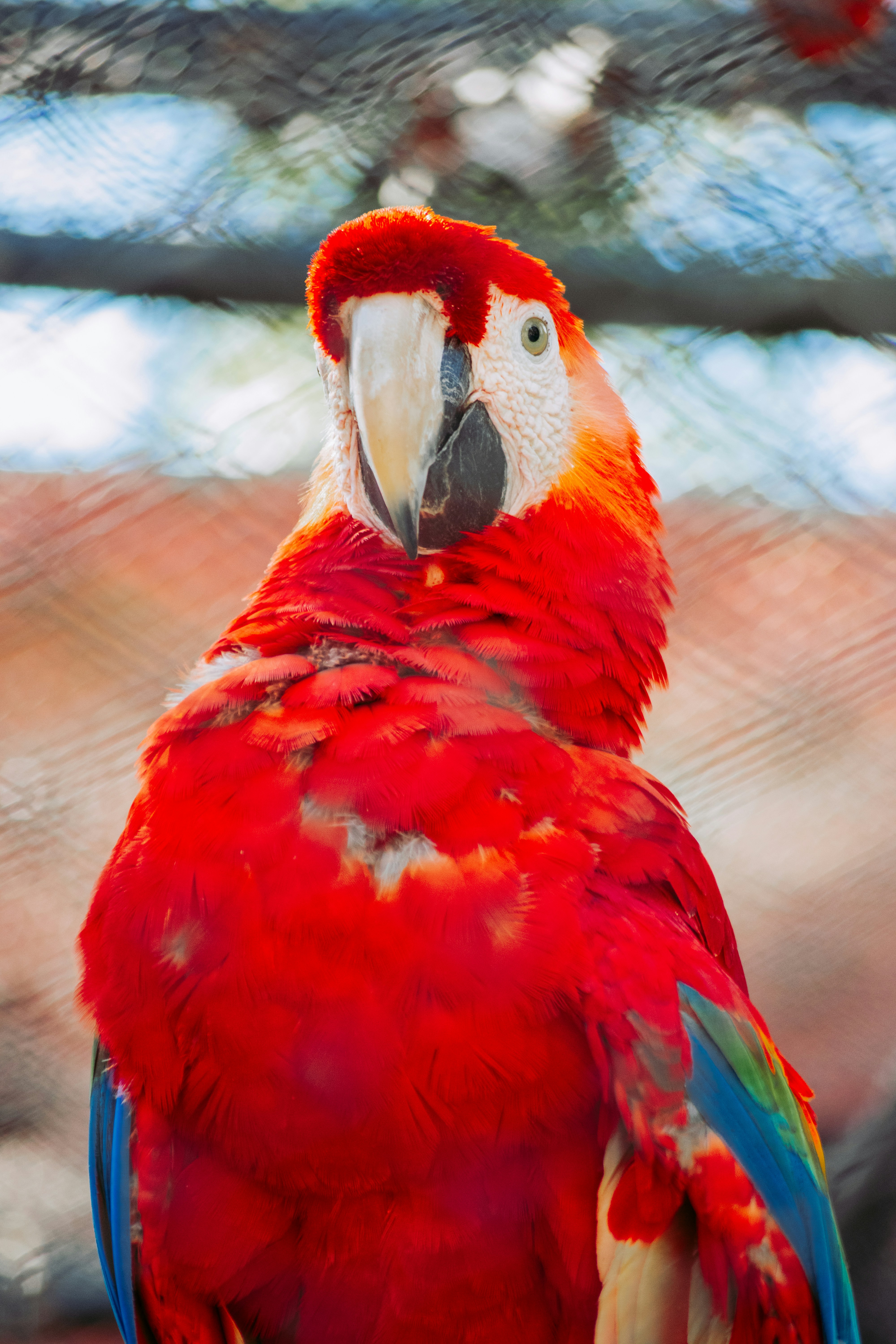 木の枝の上に座っている赤と青のオウム