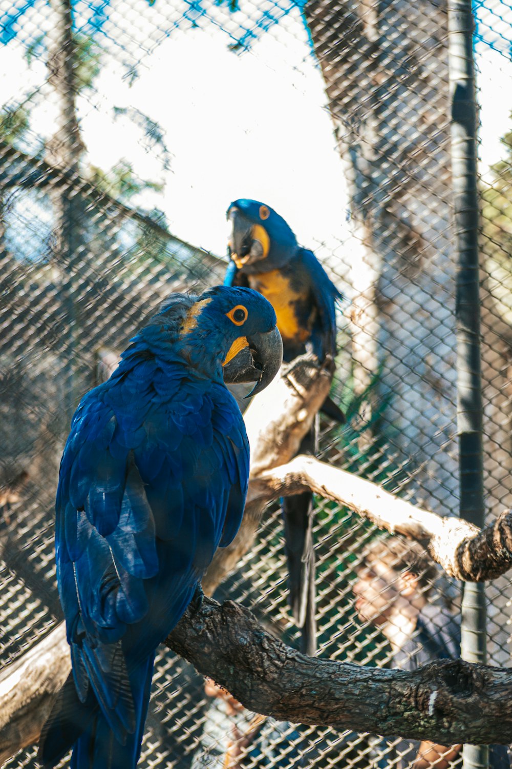 two blue and yellow parrots sitting on a tree branch