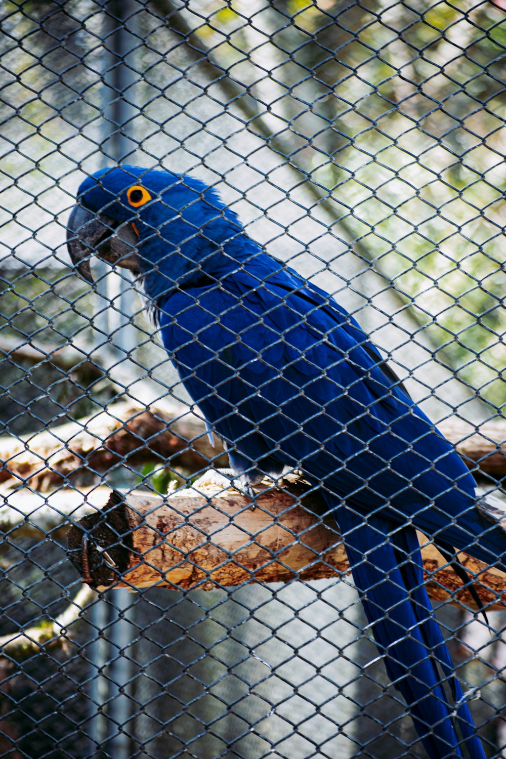 a blue parrot sitting on top of a tree branch