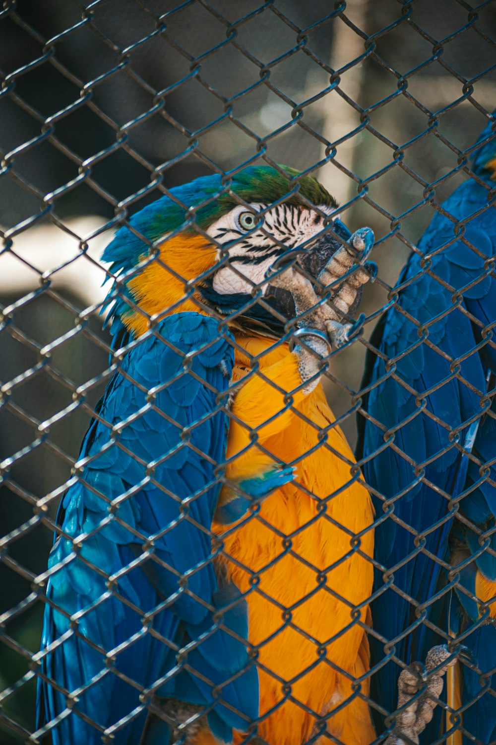 two blue and yellow parrots sitting behind a chain link fence