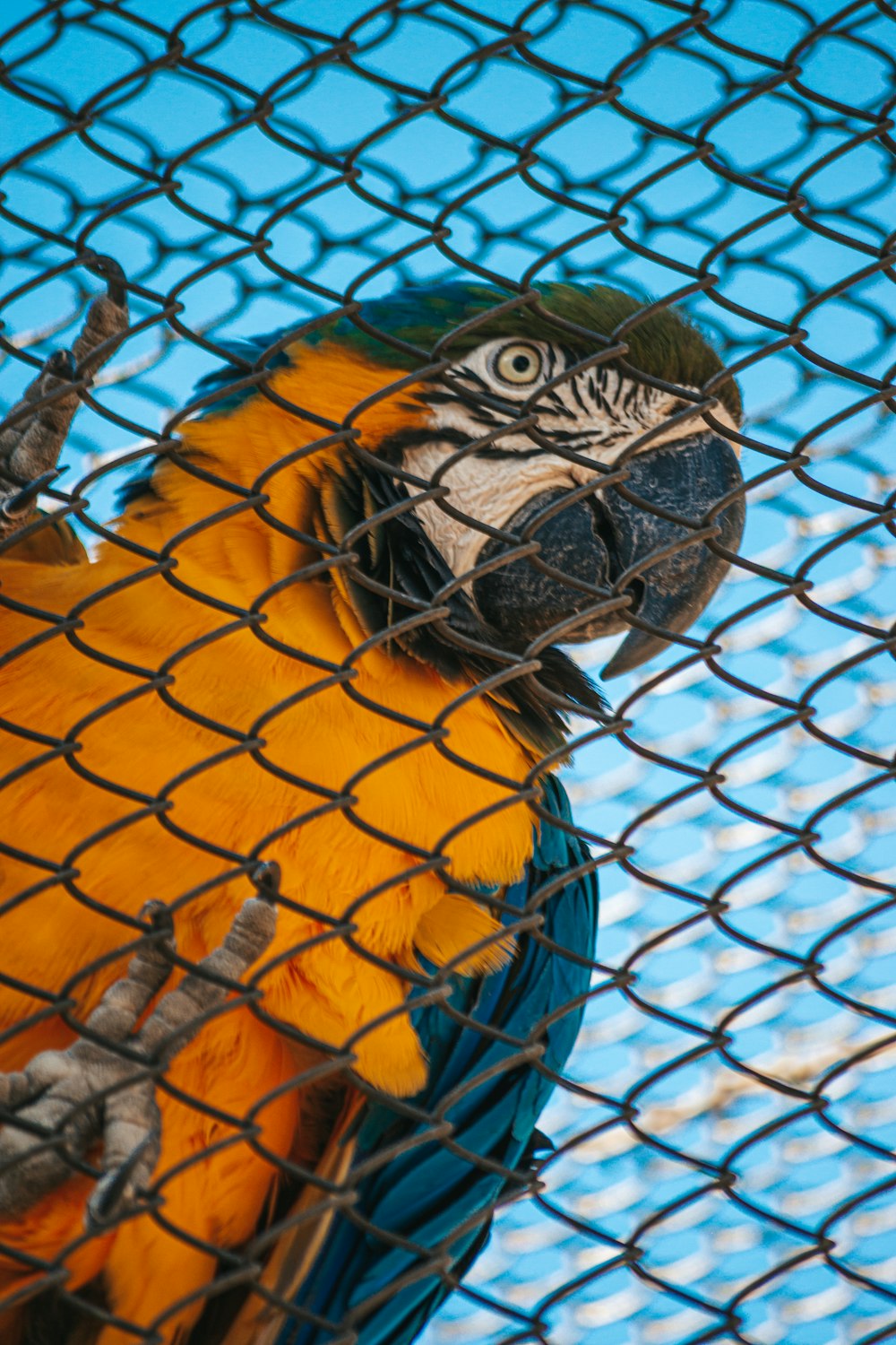 a blue and yellow parrot sitting on top of a cage