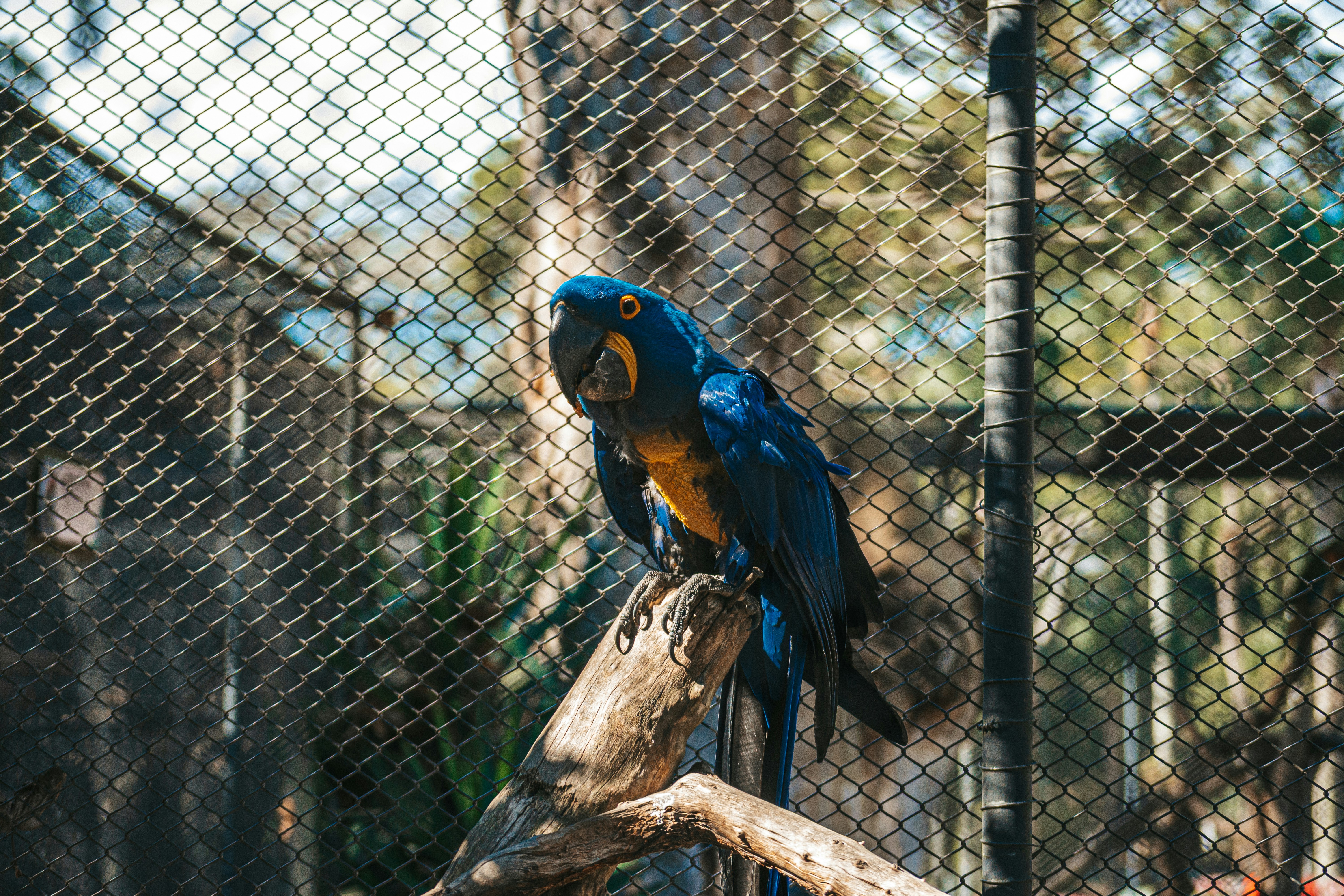 木の枝の上に座っている青と黄色のオウム