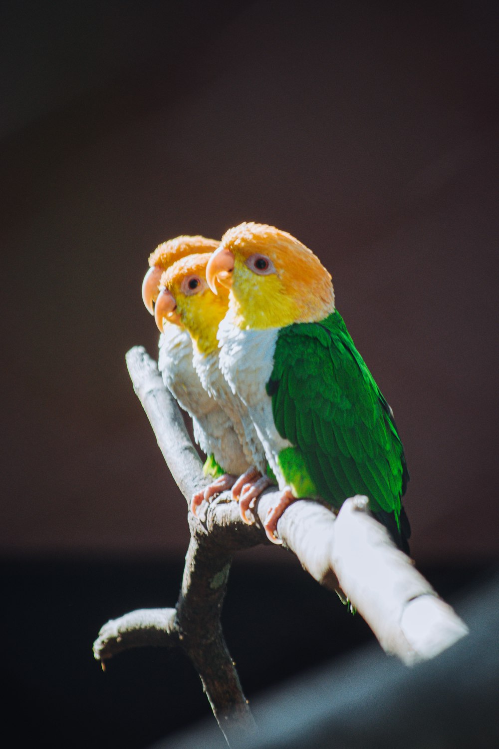 a couple of birds sitting on top of a tree branch