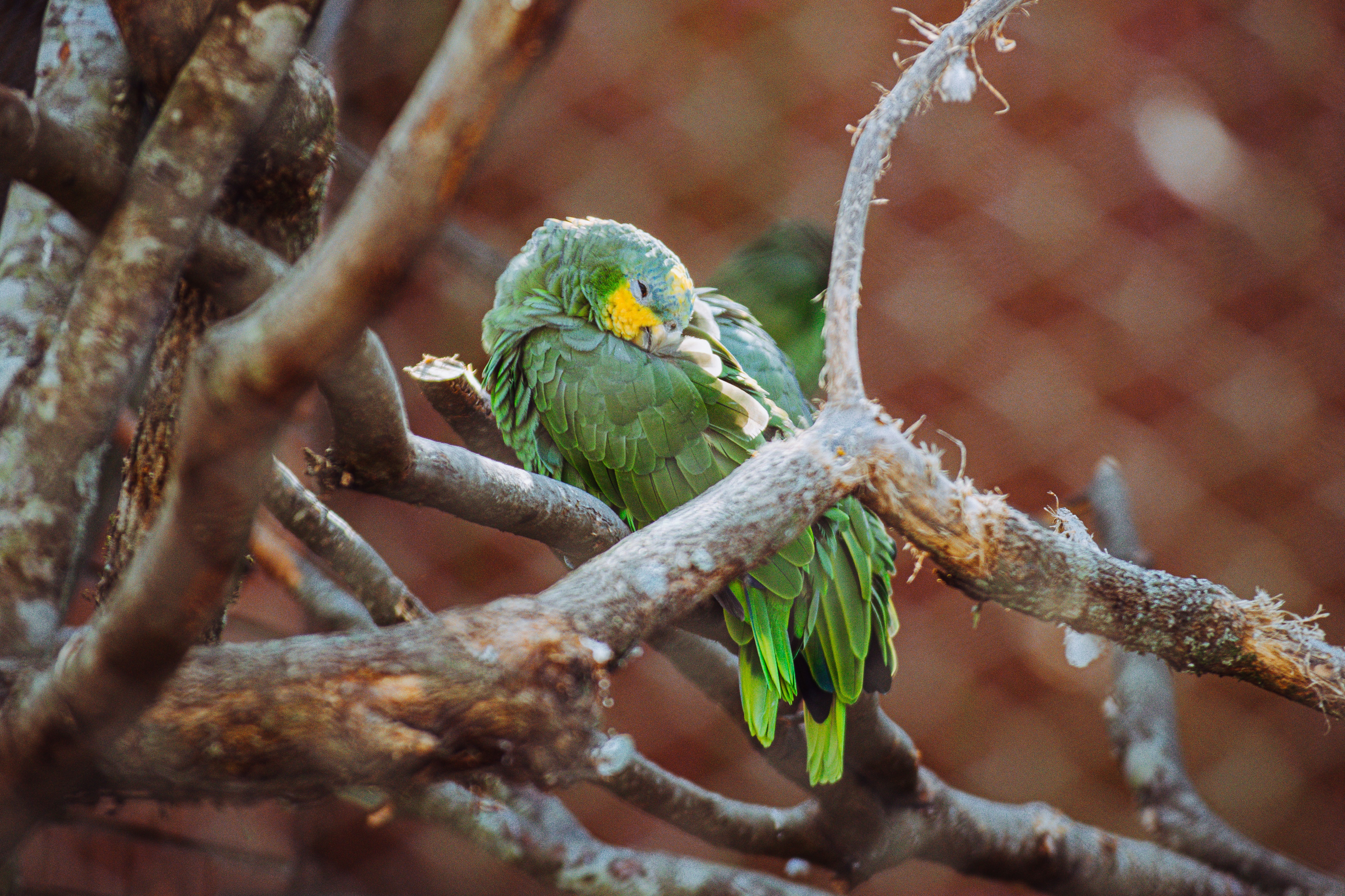 木の枝の上に座っている緑の鳥