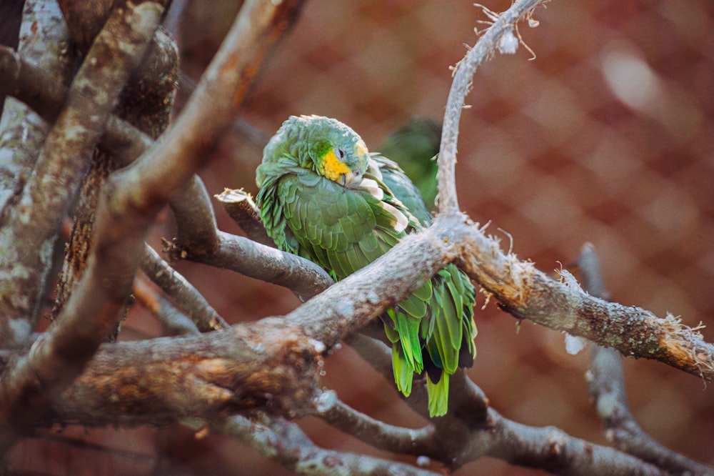 a green bird sitting on top of a tree branch