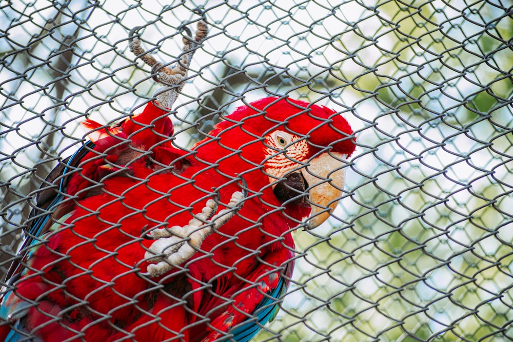 a red parrot sitting on top of a metal cage
