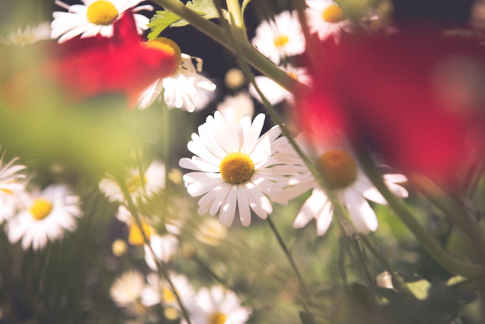 a bunch of white and red flowers in a field