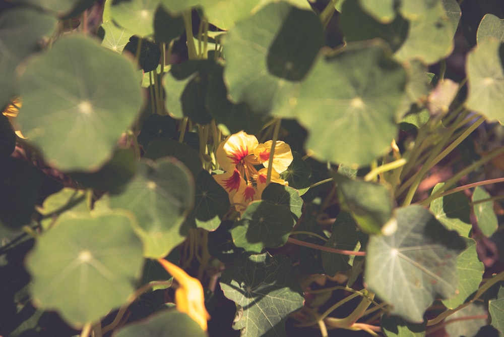 a yellow and red flower surrounded by green leaves