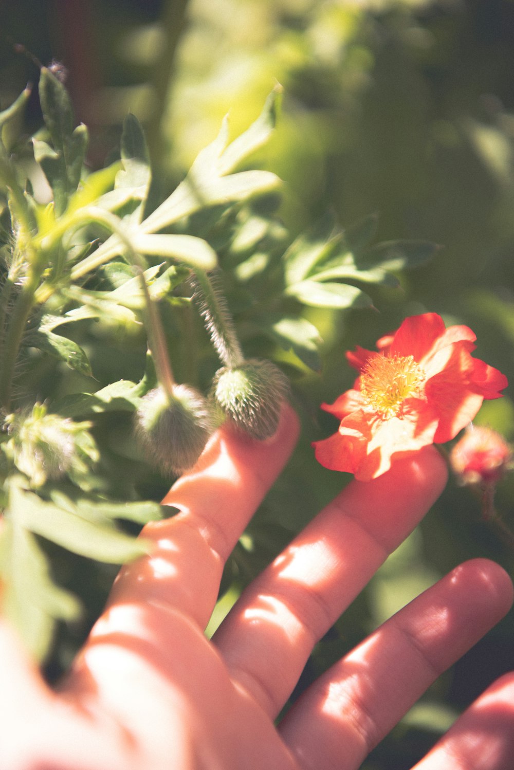 a person holding a flower in their hand