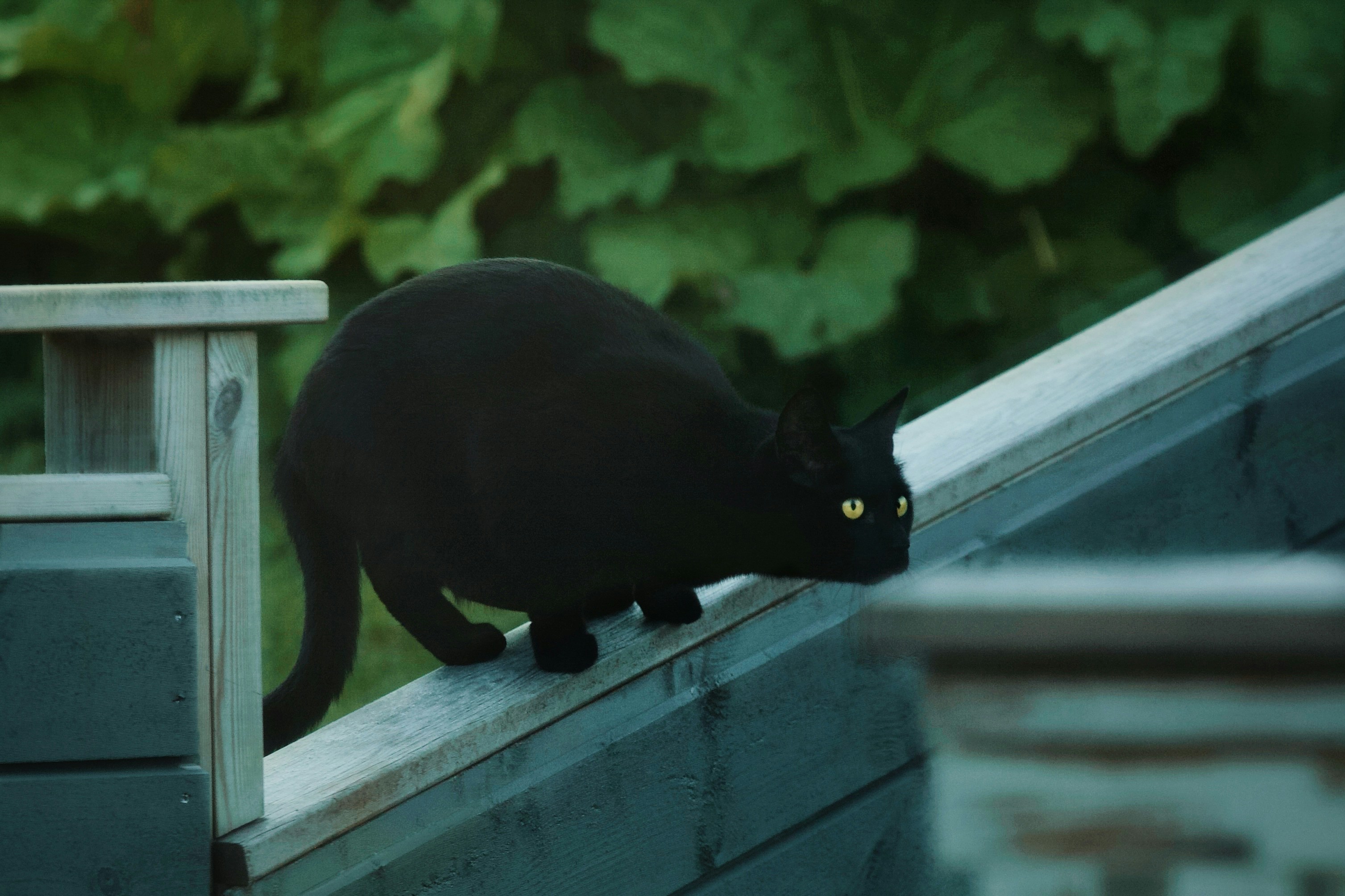 A sleek black cat crouches on a wooden fence, focused with its golden eyes, poised as if ready to pounce, surrounded by lush green foliage.