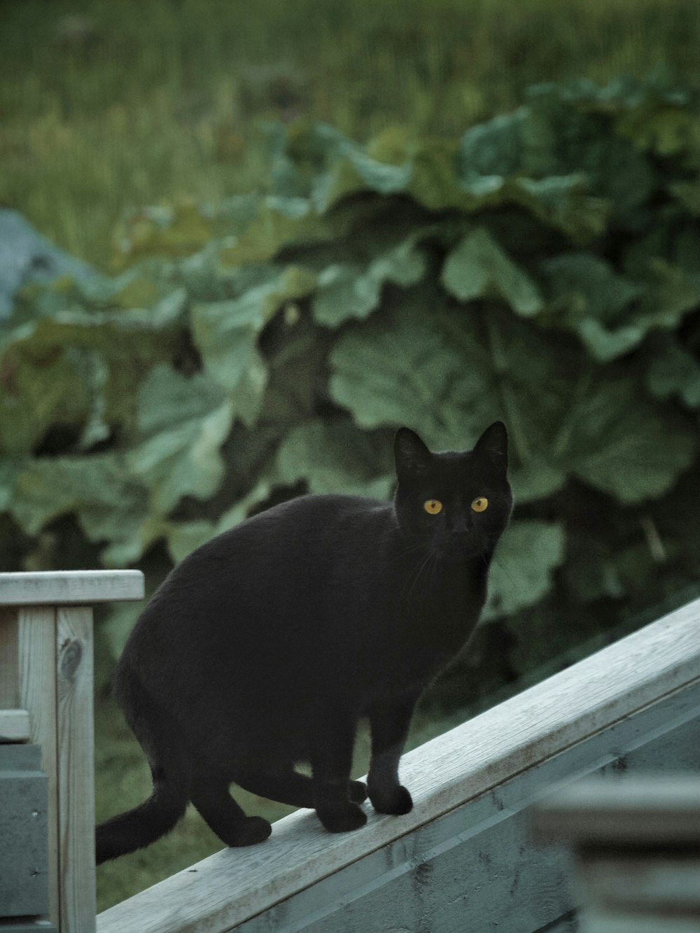 a black cat sitting on top of a wooden rail