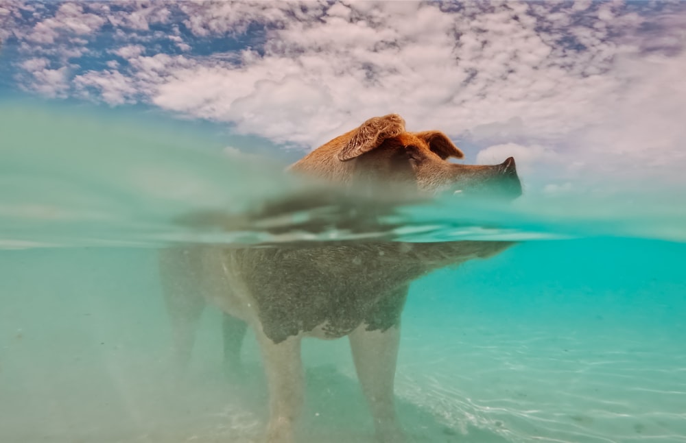 a dog swimming in the ocean with a sky background