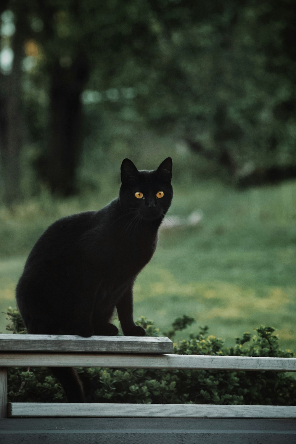 木製のベンチの上に座っている黒猫