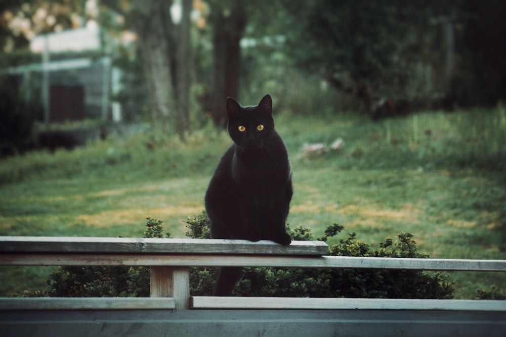 um gato preto sentado em cima de um banco de madeira