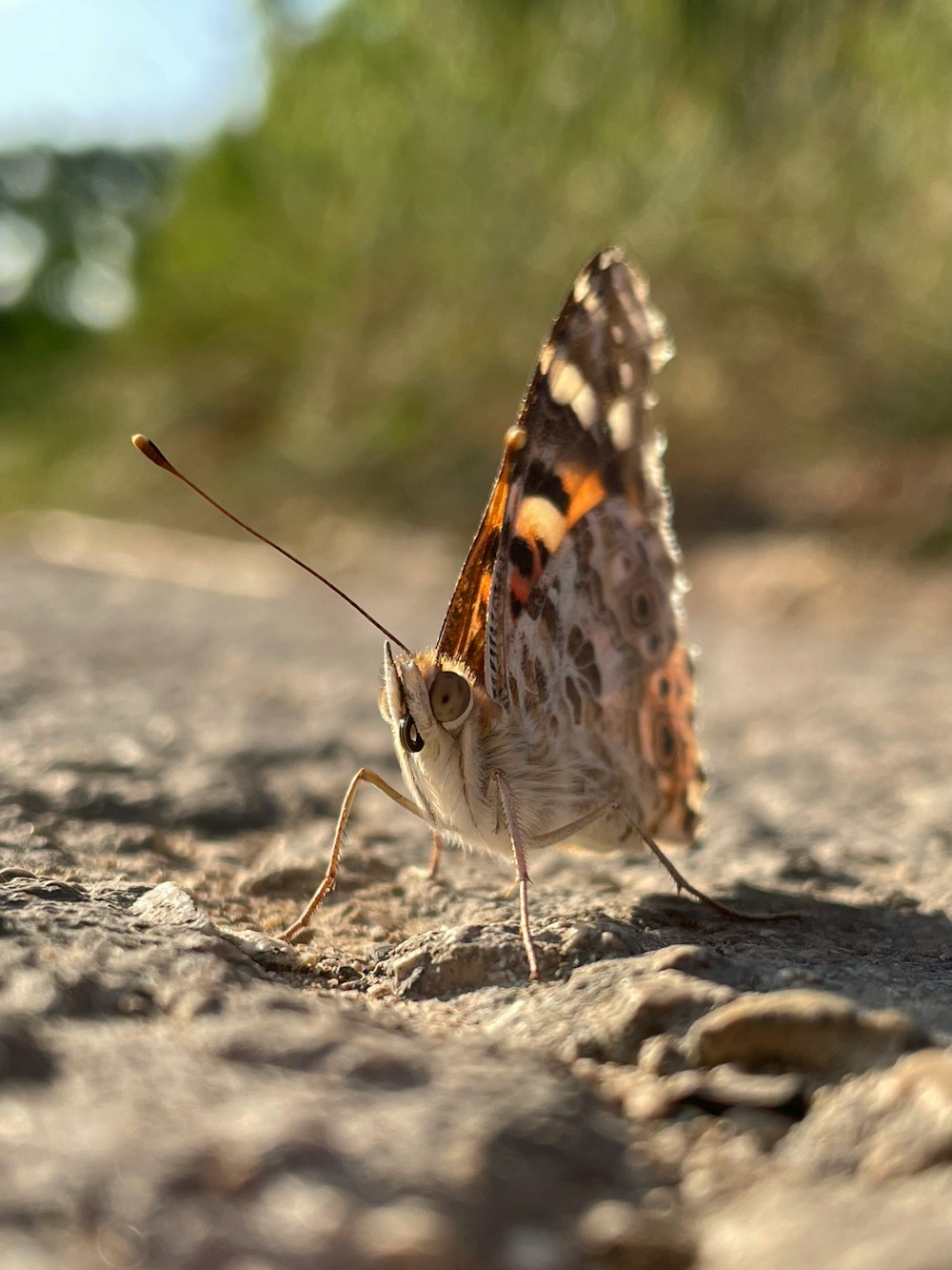 a small brown and white butterfly standing on a rock