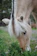 A close-up of a gentle Poitevin draft horse grazing next to colorful wildflowers.