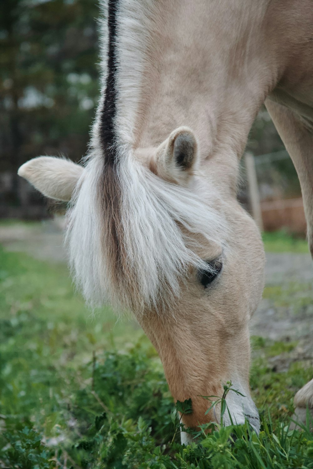 a horse grazing on grass in a field