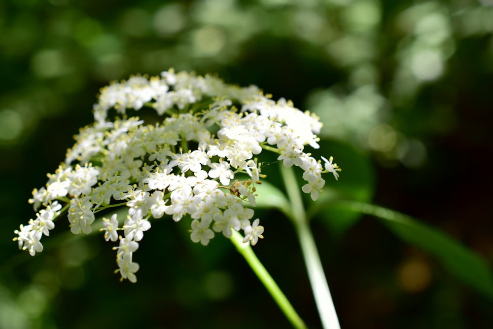a close up of a white flower with green leaves in the background
