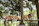 Four corgi dogs are lying on a wooden platform in an outdoor setting. They all appear happy with their tongues out, and they are positioned in a row. The background is filled with lush greenery and trees, creating a natural and serene environment.