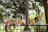 Four corgi dogs are lying on a wooden platform in an outdoor setting. They all appear happy with their tongues out, and they are positioned in a row. The background is filled with lush greenery and trees, creating a natural and serene environment.