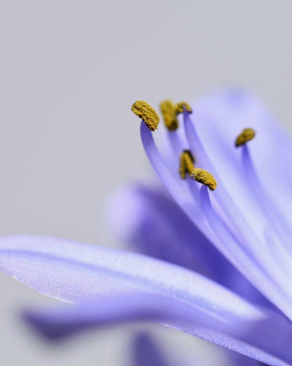 a close up of a purple flower with yellow stamen