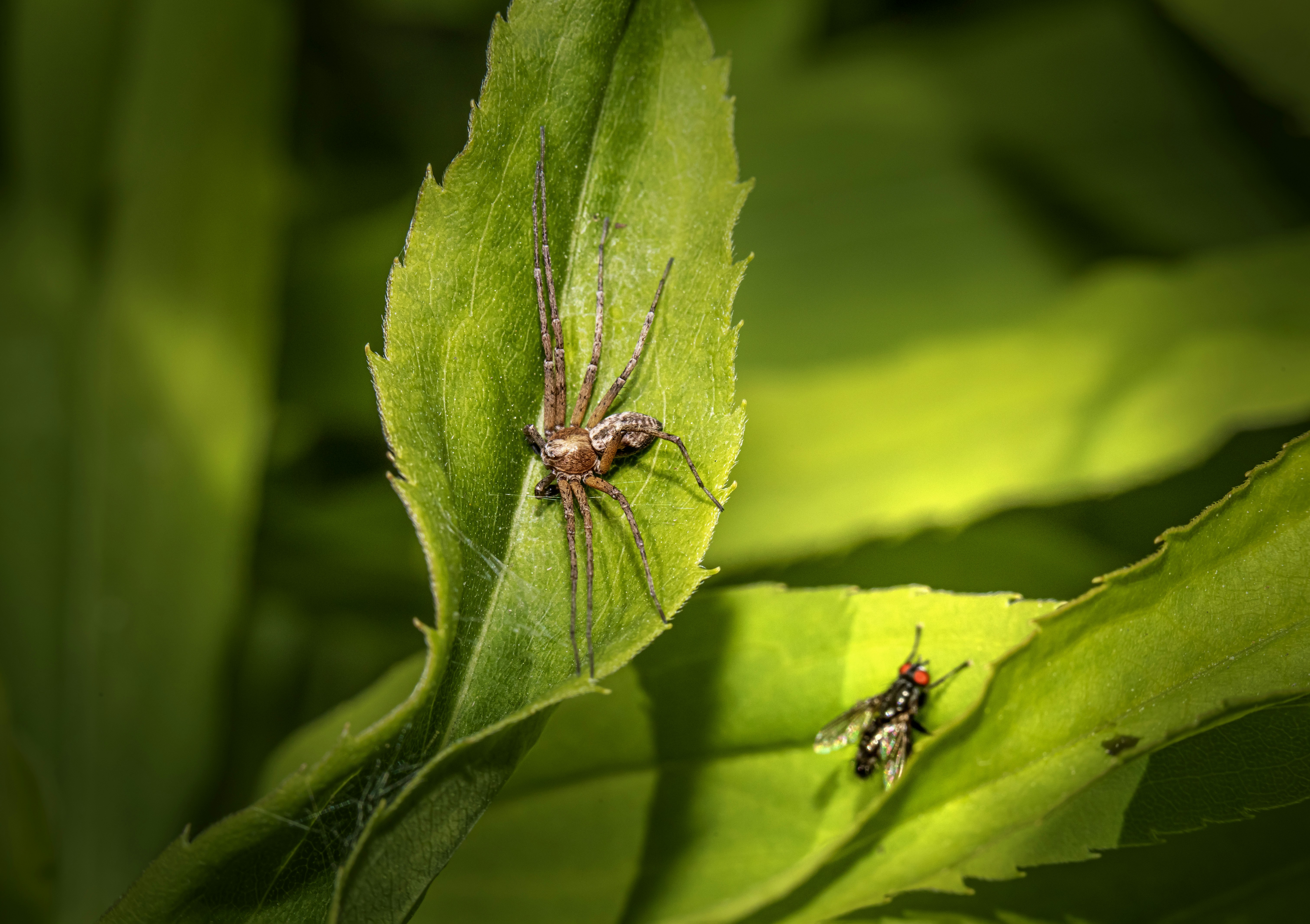 Understanding Spider Bites: Risks, Symptoms, and When to Seek Help