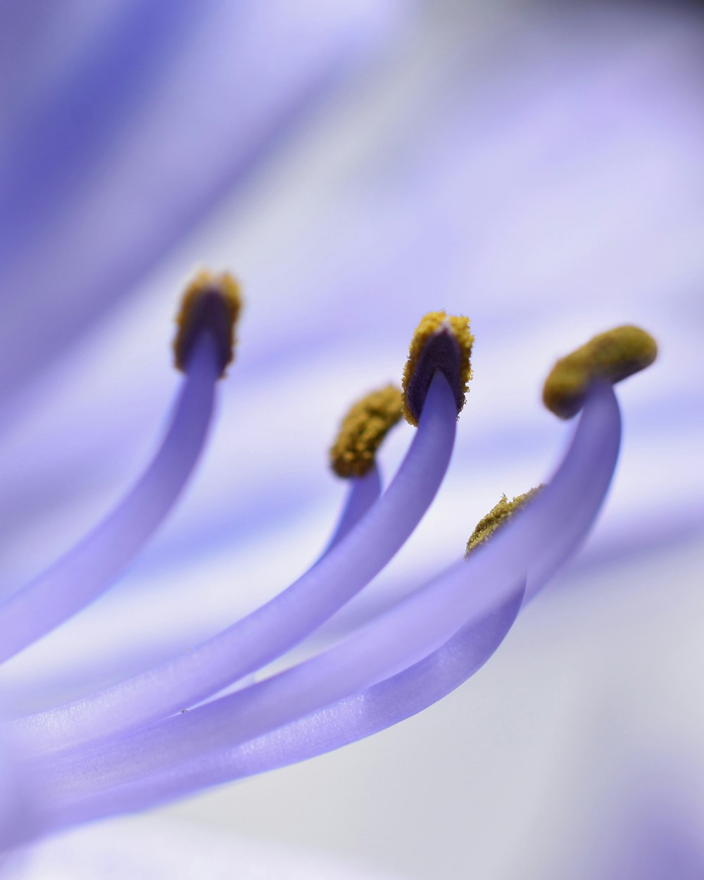 a close up view of a purple flower