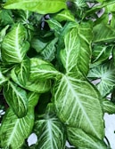 A close-up view of lush green leaves with intricate vein patterns, showcasing a vibrant and healthy appearance.