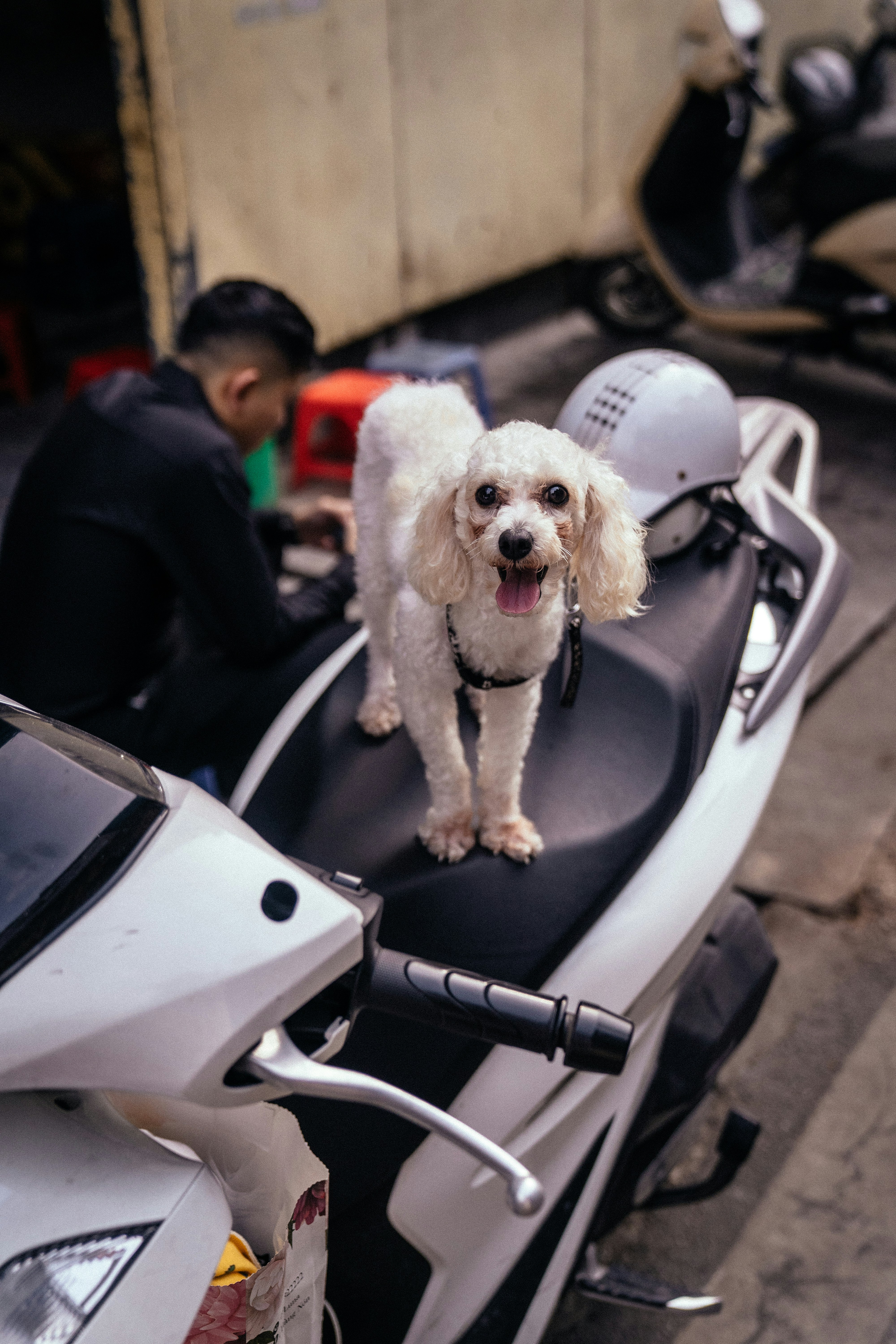 Un perro blanco parado en la parte trasera de una motocicleta
