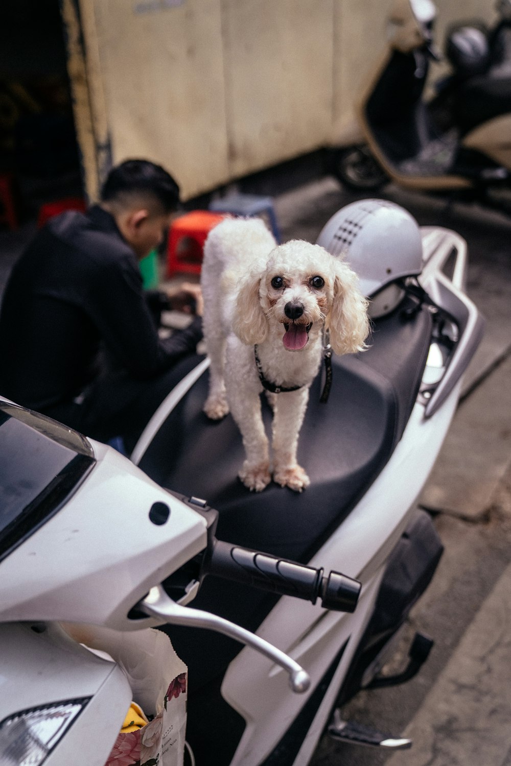 a white dog standing on the back of a motorcycle