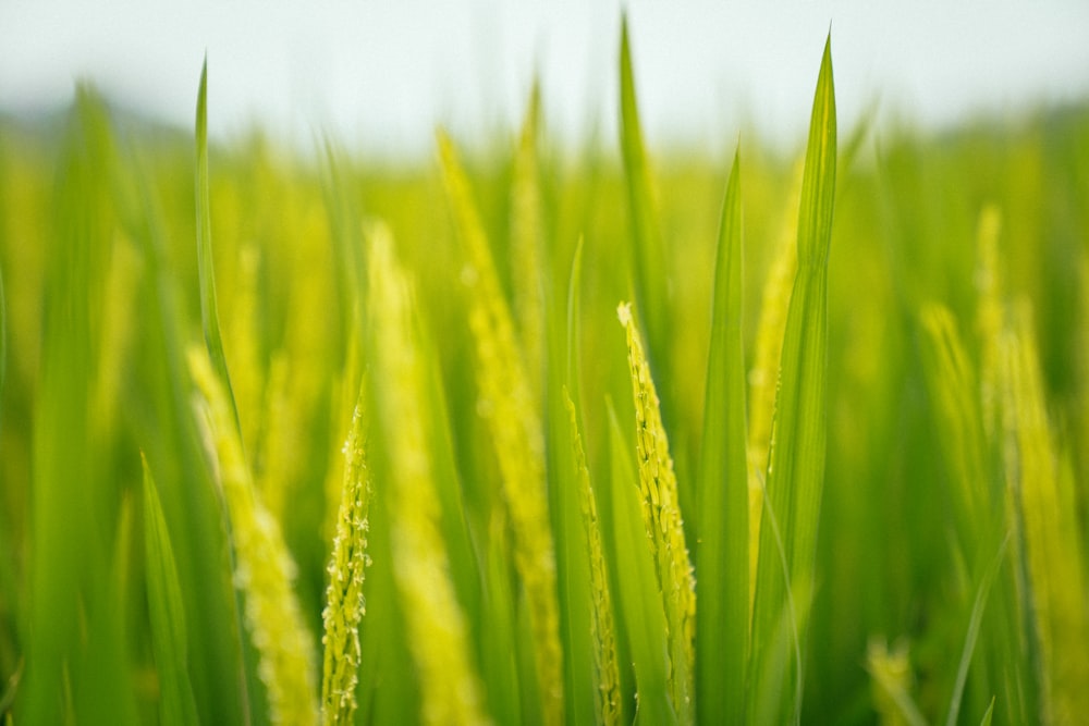 a close up of a field of green grass