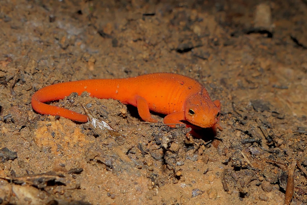 a small orange lizard laying on the ground