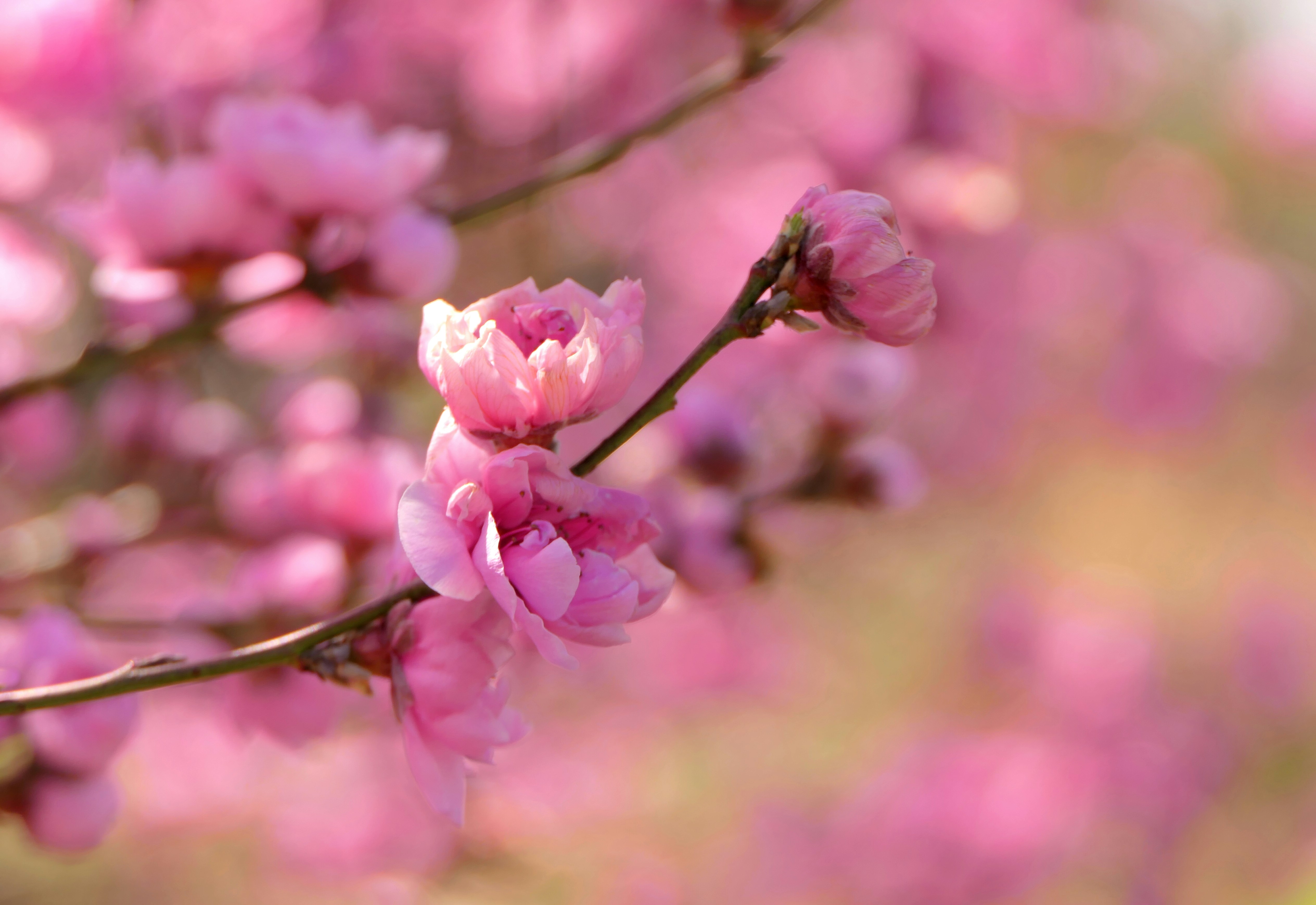 soft pastel textures, wallpaper, Crafts for Seniors with Dementia: Engaging Activities 5