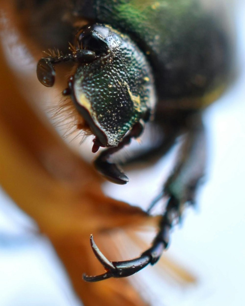 a close up of a bug on a leaf