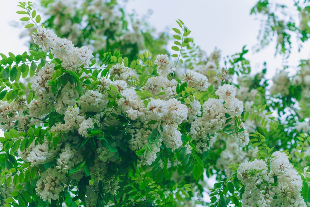 a tree filled with lots of white flowers