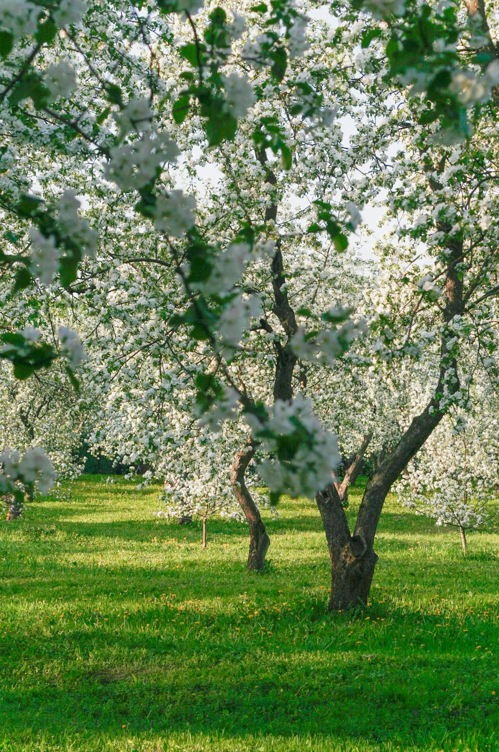 a field full of trees covered in white flowers