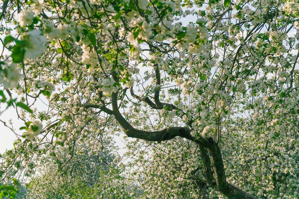 a tree with white flowers in a park